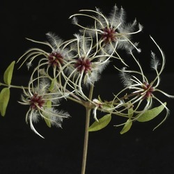 Pflanzen, Blumen